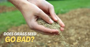 Does Grass Seed go bad