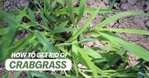 Get ride of Crabgrass