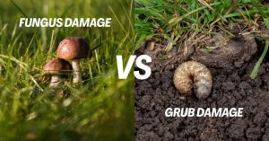 Grub Damage vs Fungus Damage on Grass