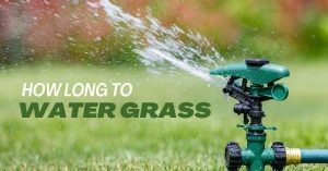How Long to Water Grass