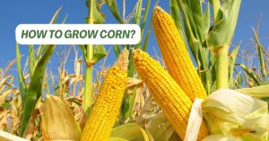 How to Grow Corn