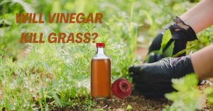 Will Vinegar Kill Grass