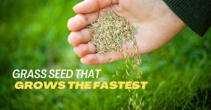 grass seed that grows the fastest